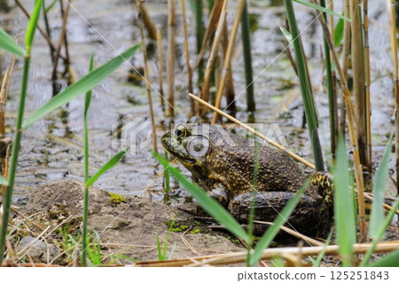 Bullfrog Bullfrog 125251843