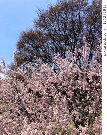 有 Kohigan 櫻花的春天公園 125251912
