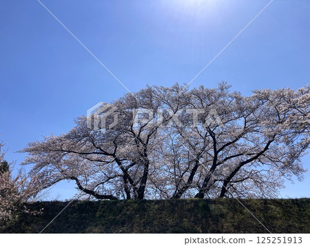 晴朗的日子裡櫻花盛開 晴朗的日子裡櫻花盛開 125251913