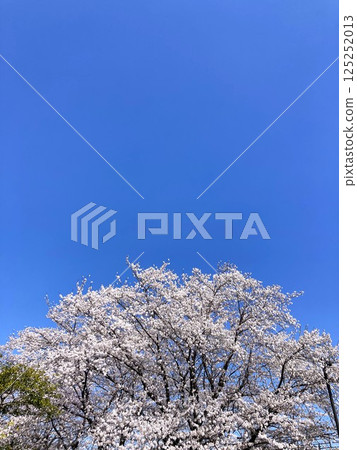 綻放在春天藍天上的櫻花 125252013