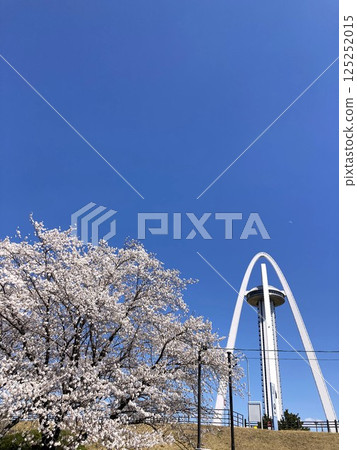 盛開的櫻花在藍天下高聳 125252015