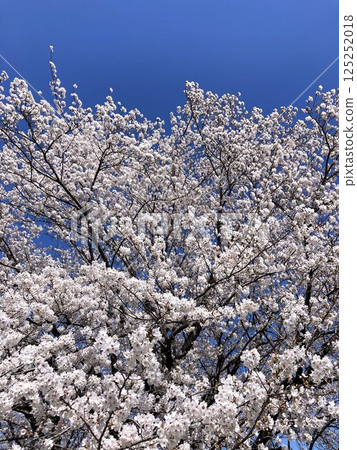 盛開的櫻花在藍天中閃耀 125252018