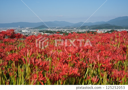 Katsuragi的群集孤挺花 125252053