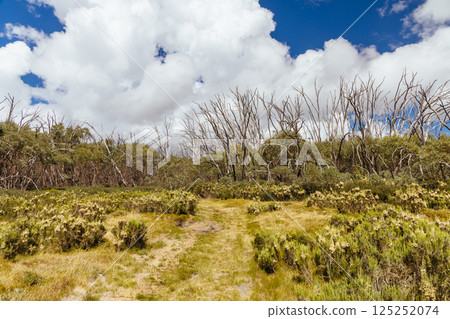 Lake Mountain in Summer in Australia Lake Mountain in Summer in Australia 125252074