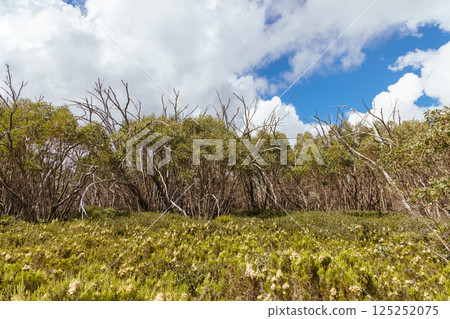 Lake Mountain in Summer in Australia Lake Mountain in Summer in Australia 125252075