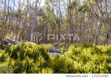 Lake Mountain in Summer in Australia 125252080