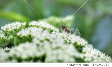 A friend of the long-horned moth that arrived in Hamaud A friend of the long-horned moth that arrived in Hamaud 125252217