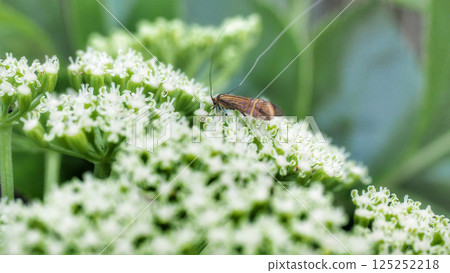 A friend of the long-horned moth that arrived in Hamaud A friend of the long-horned moth that arrived in Hamaud 125252218