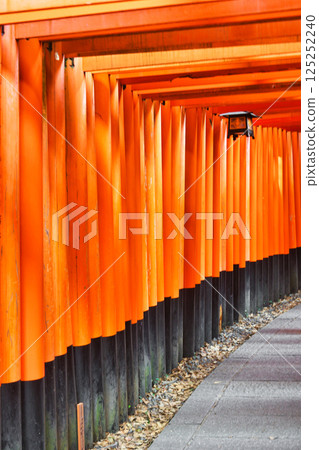 Kyoto Fushimi Inari Taisha Shrine, Senbon Torii (Fushimi Ward, Kyoto City, Kyoto Prefecture) Kyoto Fushimi Inari Taisha Shrine, Senbon Torii (Fushimi Ward, Kyoto City, Kyoto Prefecture) 125252240