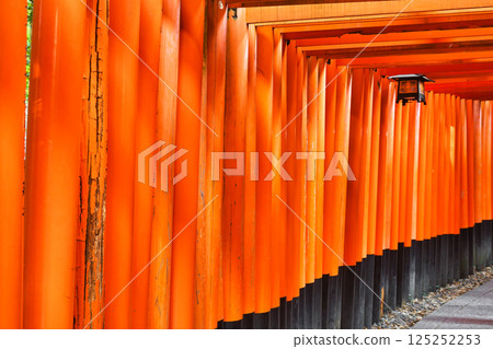 Kyoto Fushimi Inari Taisha Shrine, Senbon Torii (Fushimi Ward, Kyoto City, Kyoto Prefecture) 125252253
