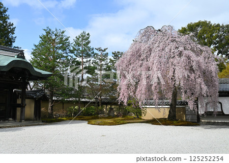 京都市的春天，高台寺，橋心亭，盛開的垂枝櫻花 125252254