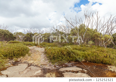 Lake Mountain in Summer in Australia 125252321