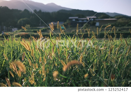 Enokologsa illuminated by the setting sun 125252417