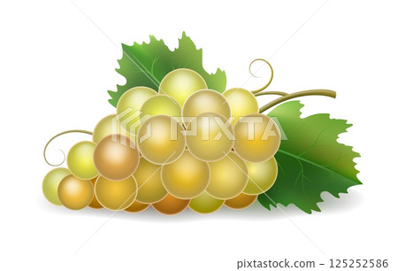 White grape 3d bunch White grape 3d bunch 125252586