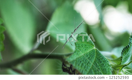 Baby Amami Nafushi Baby Amami Nafushi 125252593