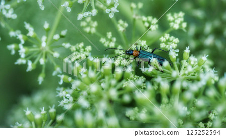 Longhorn beetle 125252594