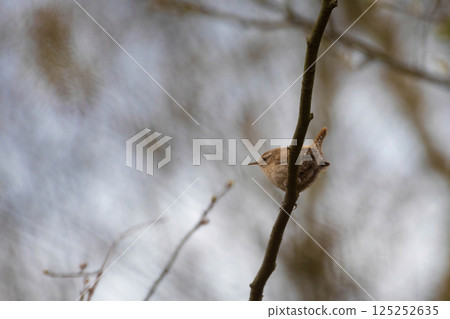 Troglodytes troglodytes. Wild nature. From the life of birds. 125252635