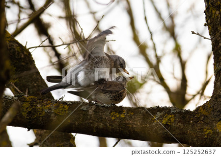 Fieldfare (Turdus pilaris), in the natural habitat 125252637