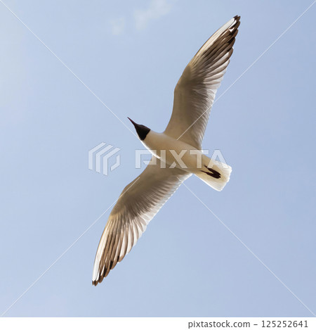 gull flying in the blue sky. Chroicocephalus ridibundus. gull flying in the blue sky. Chroicocephalus ridibundus. 125252641