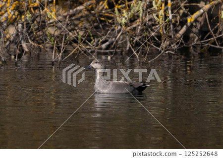 gadwall (mareca strepera) swimming gadwall (mareca strepera) swimming 125252648