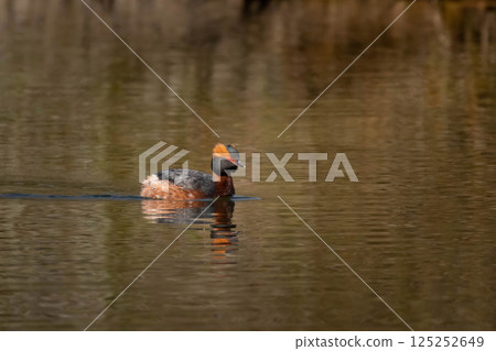 Colorful horned grebe (Podiceps auritus) swimming spring time 125252649