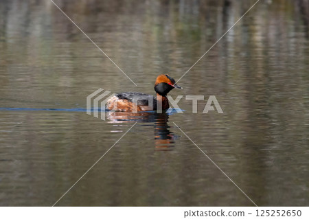 Colorful horned grebe (Podiceps auritus) swimming spring time 125252650