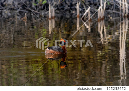 Colorful horned grebe (Podiceps auritus) swimming spring time 125252652