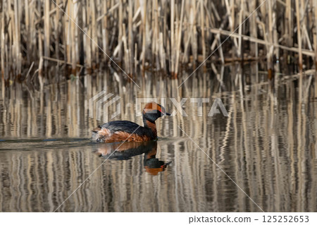 Colorful horned grebe (Podiceps auritus) swimming spring time 125252653