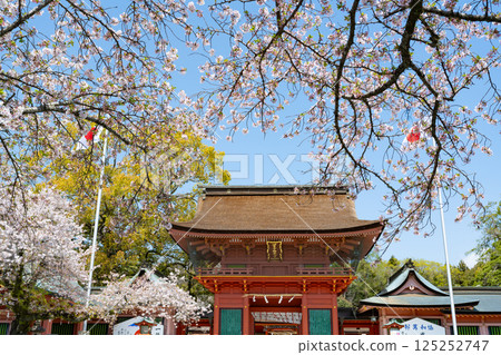 Spring at Mount Fuji Hongu Sengen Taisha Shrine in Fujinomiya, Shizuoka Prefecture 125252747