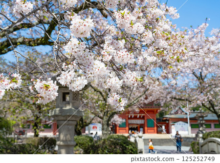 Spring at Mount Fuji Hongu Sengen Taisha Shrine in Fujinomiya, Shizuoka Prefecture 125252749