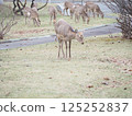 A Hokkaido deer appears in the park 125252837