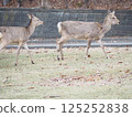 A Hokkaido deer appears in the park 125252838