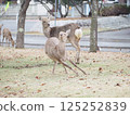 A Hokkaido deer appears in the park 125252839
