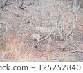 A Hokkaido deer appears in the park 125252840