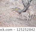 A Hokkaido deer appears in the park 125252842