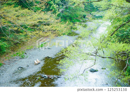 新鮮的綠色秋川谷 125253138