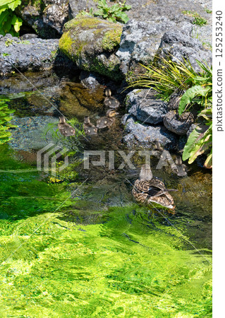 A mother and her baby ducks at Wakutama Pond, Fujinomiya City, Shizuoka Prefecture, Fujisan Hongu Sengen Taisha Shrine 125253240