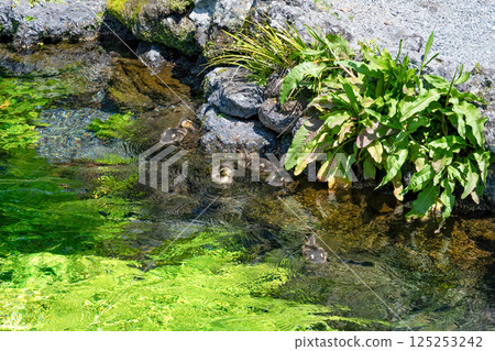 A mother and her baby ducks at Wakutama Pond, Fujinomiya City, Shizuoka Prefecture, Fujisan Hongu Sengen Taisha Shrine A mother and her baby ducks at Wakutama Pond, Fujinomiya City, Shizuoka Prefecture, Fujisan Hongu Sengen Taisha Shrine 125253242