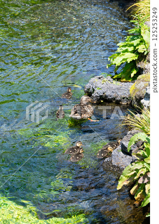 A mother and her baby ducks at Wakutama Pond, Fujinomiya City, Shizuoka Prefecture, Fujisan Hongu Sengen Taisha Shrine 125253249