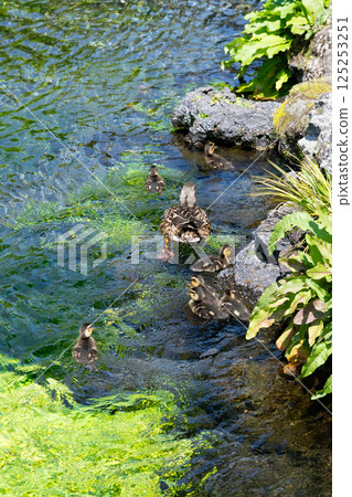 A mother and her baby ducks at Wakutama Pond, Fujinomiya City, Shizuoka Prefecture, Fujisan Hongu Sengen Taisha Shrine 125253251