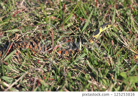 Yamakagashi (Northern Tochigi Prefecture) 125253816