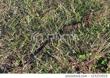 Yamakagashi (Northern Tochigi Prefecture) 125253819