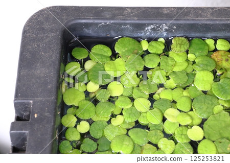 Thriving Amazon Frogpit Thriving Amazon Frogpit 125253821