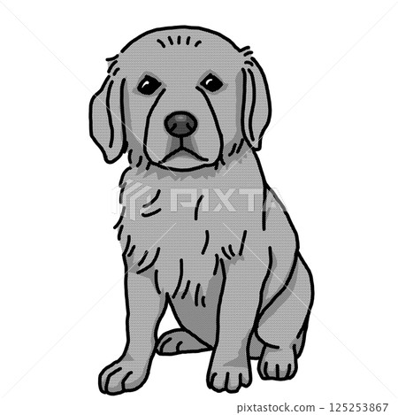 Golden retriever puppy black and white transparent background 125253867