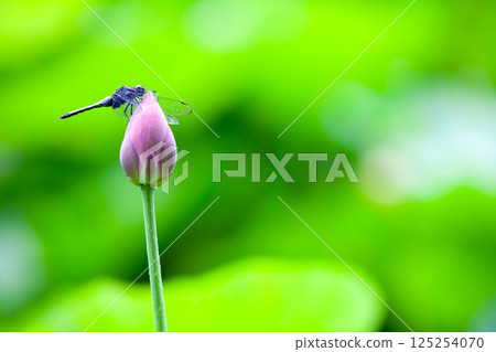 蓮花盛開超過2000年——古神谷遺址的古老蓮花和蜻蜓 125254070