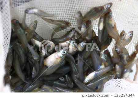 捕獲的食蚊魚(埼玉縣川口市) 捕獲的食蚊魚(埼玉縣川口市) 125254344