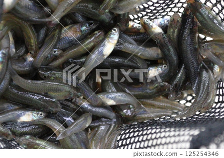 Captured mosquitofish (Kawaguchi City, Saitama Prefecture) 125254346