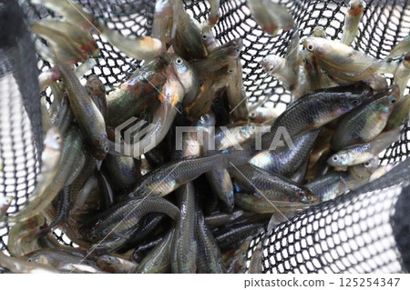 捕獲的食蚊魚（埼玉縣川口市） 125254347