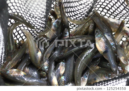 捕獲的食蚊魚（埼玉縣川口市） 125254350
