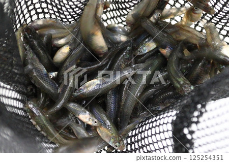 Captured mosquitofish (Kawaguchi City, Saitama Prefecture) 125254351